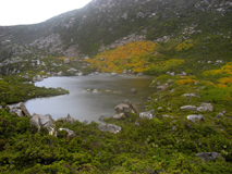 fagus tarn shelf track notes at tasmanian iconic walks